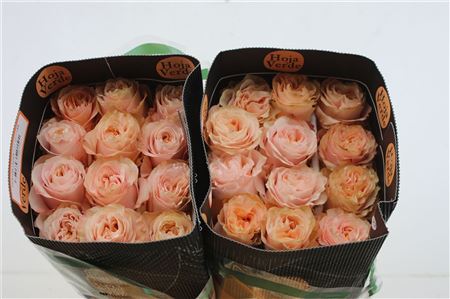 R Gr Eq Princess Crown