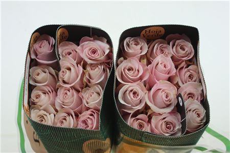 R Gr Eq Secret Garden 60cm