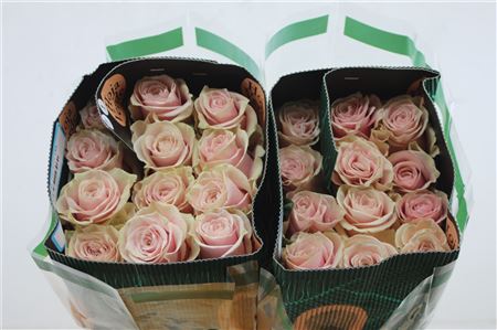 R Gr Eq Pink Mondial