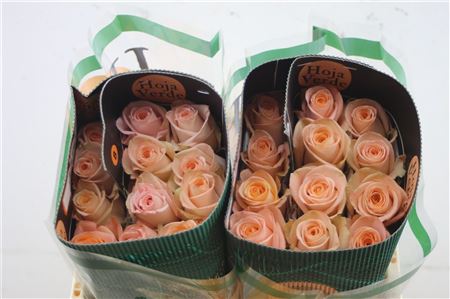 R Gr Eq Tiffany