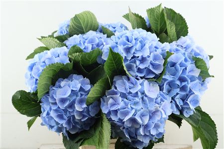 Hydr M Verena Bl