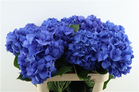 Hydr M Pimpernel