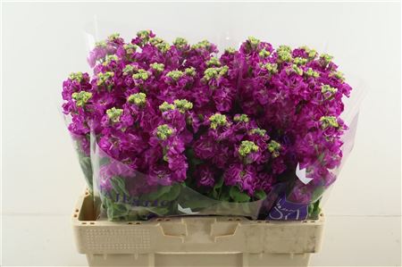Matth Stox Deep Rose