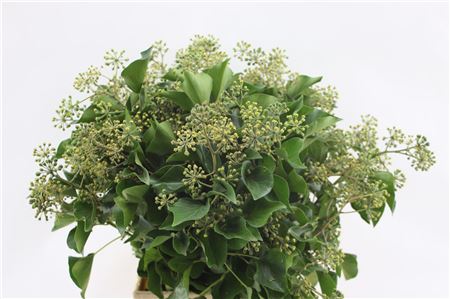 Hedera H Blad
