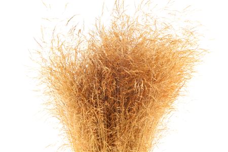 Deschampsia Dried Orange 120cm