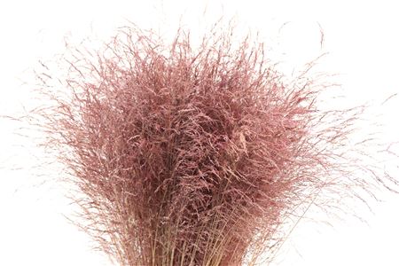 Deschampsia Dried Fuchsia 120cm