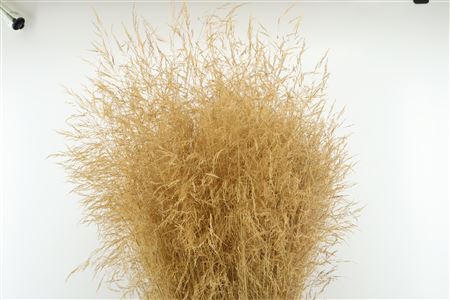 Deschampsia Dried Natur 120cm