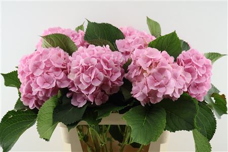 Hydr M Verena