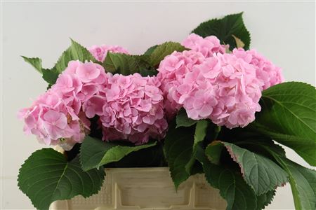 Hydr M Verena