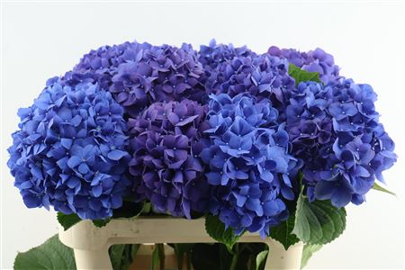 Hydr M Pimpernel