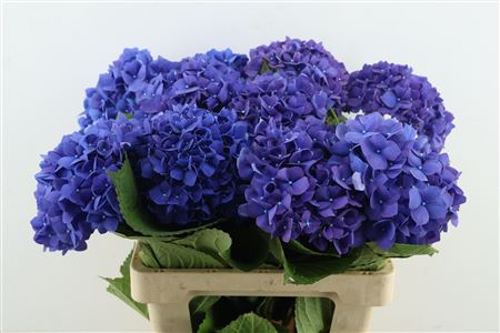 Hydr M Pimpernel