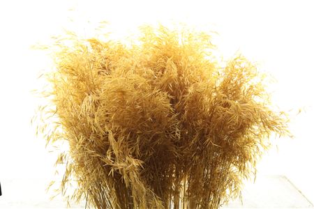 Stypa Dried Natur