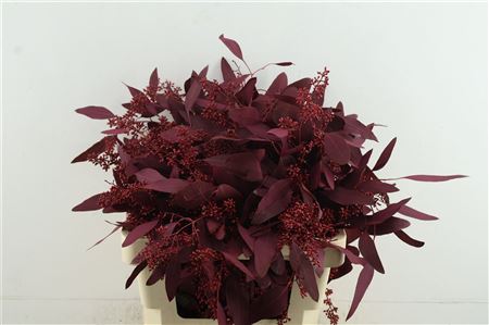 Euc Pop. Berries Cerise Dark