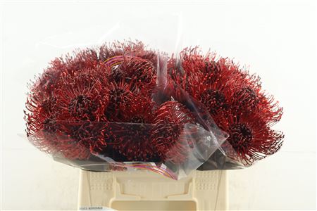 Leuco Bordeaux