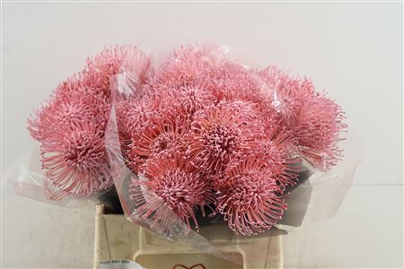 Leuco Baby Rose