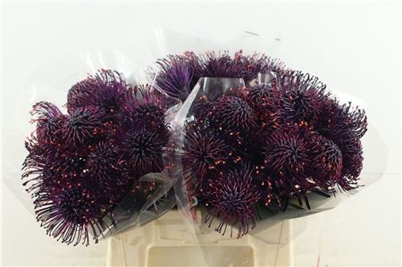 Leuco Aubergine