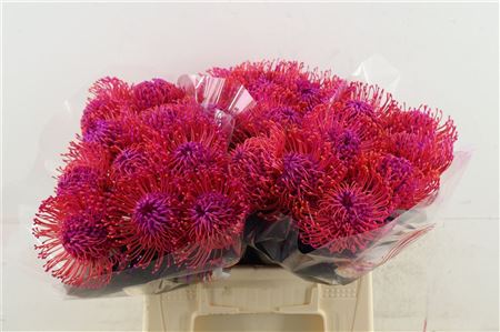 Leuco Erica