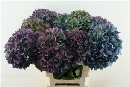 Hydr M Pimpernel Cl