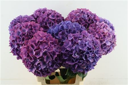 Hydr M Purple Haze