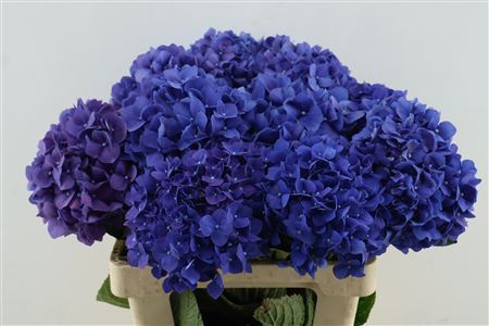 Hydr M Pimpernel
