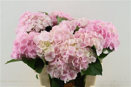 Hydr M Verena