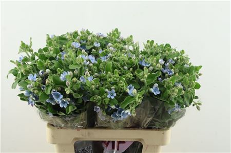 Oxypetal Tan Pur Blu
