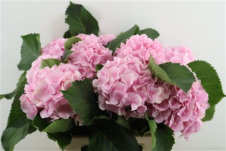 Hydr M Verena