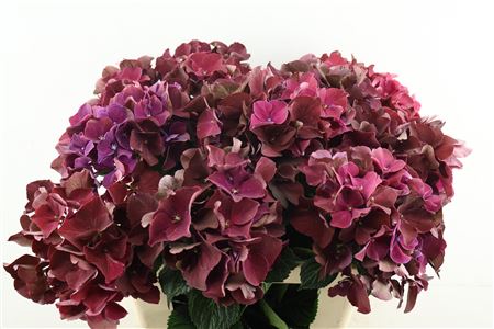 Hydr M Mag Pink Ruby