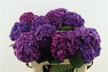 Hydr M Roy Anasta Bl