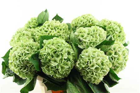 Hydr M My Matcha Cl