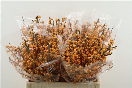 Ilex Ve Gold Verboom