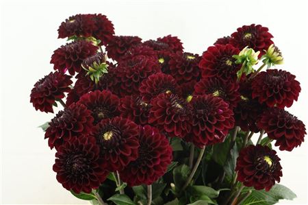 Dahl Black Fox